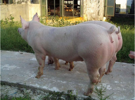 山东省济南市莱芜区非洲猪瘟疫区解除封锁